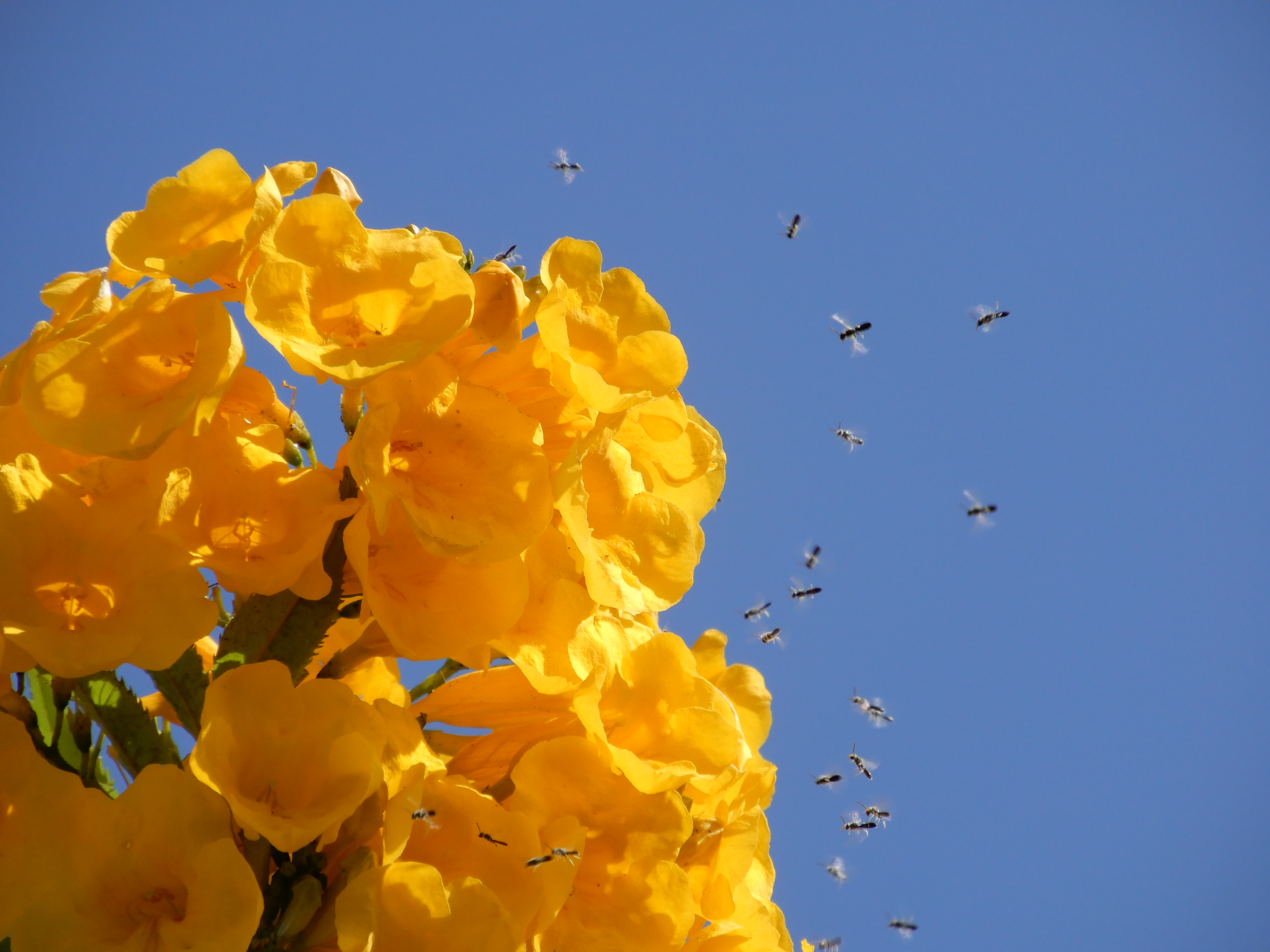 Kus kuuled praegu suminat? Uuri selle sumina sisu lähemalt.